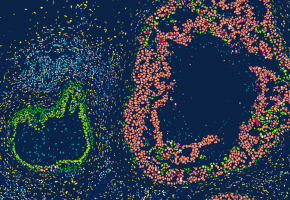 In Situ Gene Expression